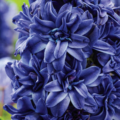 Royal Navy Double Hyacinth Bulbs Blooms Species Growing Bonsai Roots Rhizomes Corms Tubers Potted Planting Reblooming Fragrant Garden Flower Seeds Plant Gardening