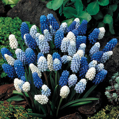 2 Months of Grape Hyacinths Bulbs Blooms Species Growing Bonsai Roots Rhizomes Corms Tubers Potted Planting Reblooming Fragrant Garden Flower Seeds Plant Gardening