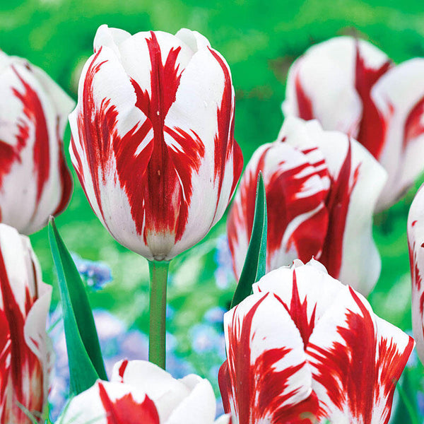 Grand Perfection Tulip Bulbs Blooms Species Growing Bonsai Roots Rhizomes Corms Tubers Potted Planting Reblooming Fragrant Garden Flower Seeds Plant