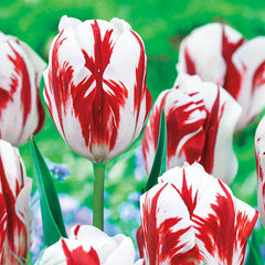 Grand Perfection Tulip Bulbs Blooms Species Growing Bonsai Roots Rhizomes Corms Tubers Potted Planting Reblooming Fragrant Garden Flower Seeds Plant