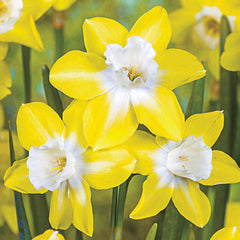 Pipit Narcissus Bulbs Blooms Species Growing Bonsai Roots Rhizomes Corms Tubers Potted Planting Reblooming Fragrant Garden Flower Seeds Plant