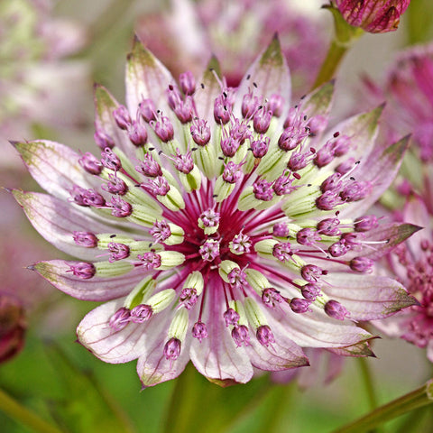 Astrantia Sparkling Stars Pink - Plants Seeds