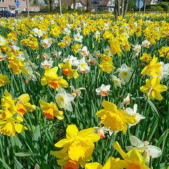 Narcissus Shade Daffodil Mixture Bulbs Blooms Species Growing Bonsai Roots Rhizomes Corms Tubers Potted Planting Reblooming Fragrant Garden Flower Seeds Plant