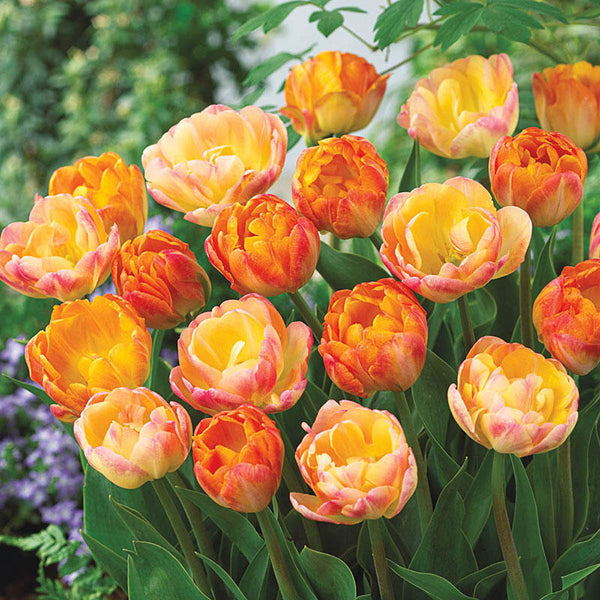 Peach Melba Tulip Duet Bulbs Blooms Species Growing Bonsai Roots Rhizomes Corms Tubers Potted Planting Reblooming Fragrant Garden Flower Seeds Plant