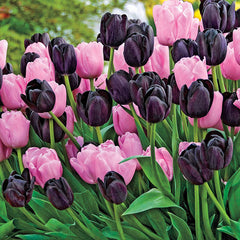 Spring Cotillion Tulip Duet™ Bulbs Blooms Species Growing Bonsai Roots Rhizomes Corms Tubers Potted Planting Reblooming Fragrant Garden Flower Seeds Plant