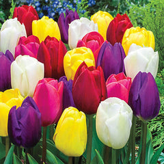 Midseason Tulip Mixture Bulbs Blooms Species Growing Bonsai Roots Rhizomes Corms Tubers Potted Planting Reblooming Fragrant Garden Flower Seeds Plant