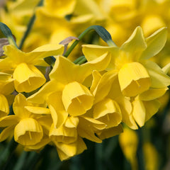 Yellow Ocean Daffodil Narcissus Bulbs Blooms Species Growing Bonsai Roots Rhizomes Corms Tubers Potted Planting Reblooming Fragrant Garden Flower Seeds Plant