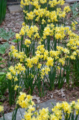 Angel’s Breath Daffodil Narcissus Bulbs Blooms Species Growing Bonsai Roots Rhizomes Corms Tubers Potted Planting Reblooming Fragrant Garden Flower Seeds Plant - Seedsplant