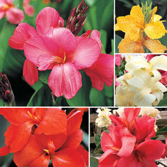 Tropical Canna Seeds Collection - Plants Seeds