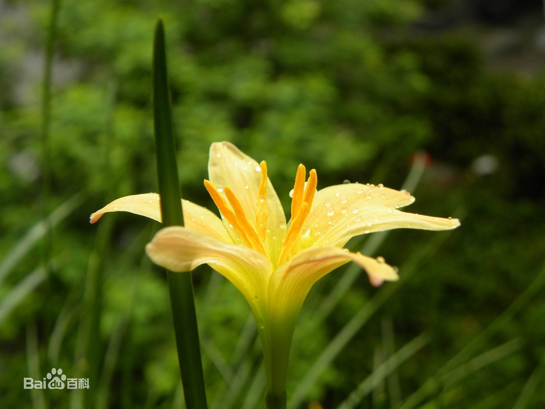 2 Bulbs Zephyranthes Bulbs Rain Lily