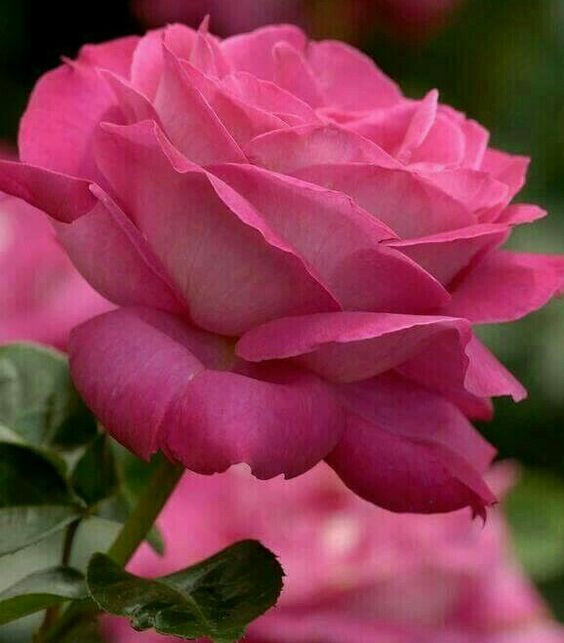 Pink Rose Seedlings Flower Seeds Perennial Growing Bonsai Corms Tubers Potted Planting Reblooming Fragrant Garden Roots Rhizomes Species Blooms Plant Bulbs Gardening Tree