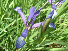 Iris Sintenisii Janka From Southern Italy Bearded Iris Species Growing Bonsai Bulbs Roots Rhizomes Corms Tubers Potted Planting Reblooming Fragrant Garden Flower Seeds Plant