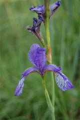 Iris Sibirica Has Blue Violet And Occasionally White Flowers And Native Italy Garden Flower Seeds Plant