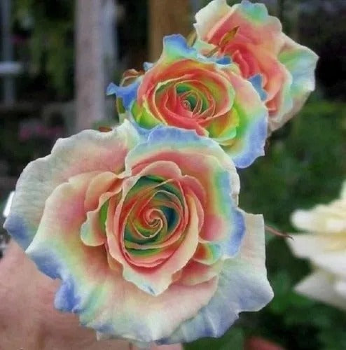 Rainbow Rose Seedlings Flower Seeds Perennial Growing Bonsai Corms Tubers Potted Planting Reblooming Fragrant Garden Roots Rhizomes Species Blooms Plant Bulbs Gardening Tree