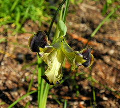 Hermodactylus Tuberosus Was Considered Monotypic Genus Iridaceae Family Mediterranean Area Bearded Iris Species Growing Bonsai Bulbs Roots Rhizomes
