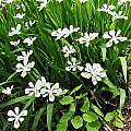 Iris Odaesanensis Pure White Flowers and Distinct Yellow Signals Bearded Iris Species Growing Bonsai Bulbs Roots Rhizomes Corms Tubers Potted Garden Flower Seeds Plant