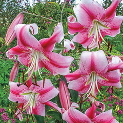 Glory of Summer Lily Tree Collection Lily Blooms Species Growing Bonsai Bulbs Roots Rhizomes Corms Tubers Potted Planting Reblooming Fragrant Garden Flower Seeds Plant