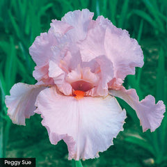 Petals Iris Tickled Pink Iris Collection Prettiest Species Growing Bonsai Bulbs Roots Rhizomes Corms Tubers Potted Planting Reblooming Fragrant Garden Flower Seeds Plant