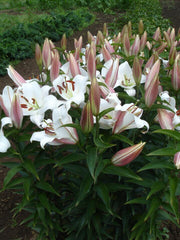 Pink Snowflake aka Zambesi Lily Blooms Species Growing Bonsai Bulbs Roots Rhizomes Corms Tubers Potted Planting Reblooming Fragrant Garden Flower Seeds Plant