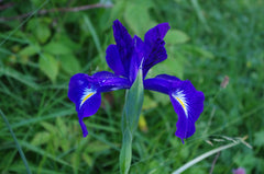 Iris latifolia Mill Vosscalled English Iris Violet Blue Flowers With Yellow Signal Bearded Iris Species Growing Bonsai Bulbs Roots Rhizomes Corms Tubers Potted Planting Garden Flower Seeds Plant