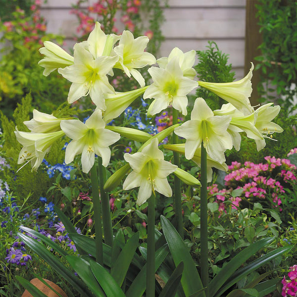 Sonatini Marrakech Amaryllis Hippeastrum Blooms Species Growing Bonsai Bulbs Roots Rhizomes Corms Tubers Potted Planting Reblooming Fragrant Garden Flower Seeds Plant  Size 12-16cm