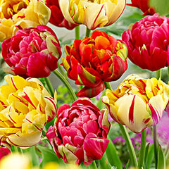 Finola Double Tulip 2 Bulbs Flower Bulbs Peony Tulips Fragrant Spring May Flowers