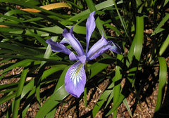 Iris Douglasiana Herbert Bearded Iris Species Growing Bonsai Bulbs Roots Rhizomes Corms Tubers Potted Planting Reblooming Fragrant Garden Flower Seeds Plant