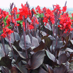 Canna Tropicanna Collection Bulbs Perennial Growing Bonsai Roots Rhizomes Corms Tubers Potted Planting Reblooming Fragrant Garden Species Blooms Flower Seeds Plant Gardening