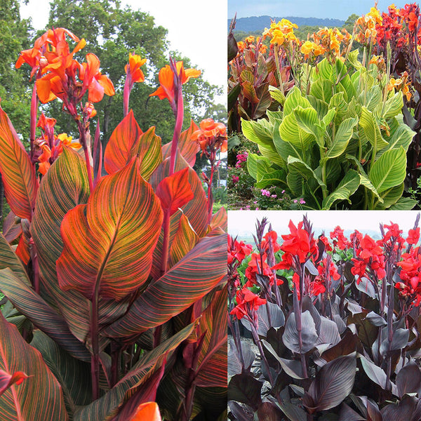 Canna Tropicanna Collection Bulbs Perennial Growing Bonsai Roots Rhizomes Corms Tubers Potted Planting Reblooming Fragrant Garden Species Blooms Flower Seeds Plant Gardening
