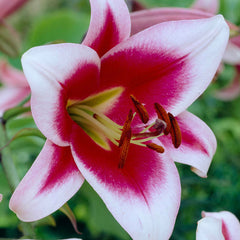 Classic Lily Tree Collection Lily Blooms Species Growing Bonsai Bulbs Roots Rhizomes Corms Tubers Potted Planting Reblooming Fragrant Garden Flower Seeds Plant