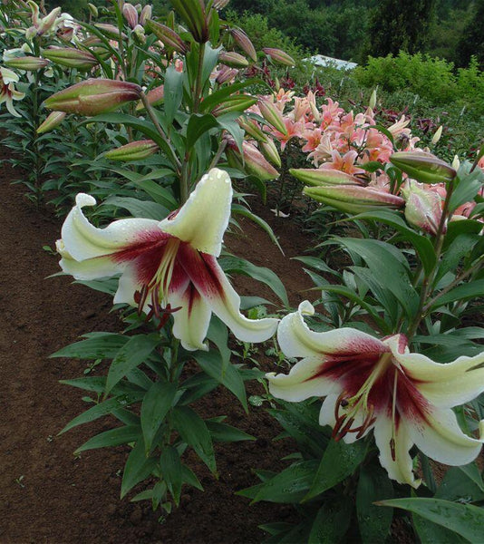 Zeba Species Oriental Hybrid Lily Blooms Species Growing Bonsai Bulbs ...