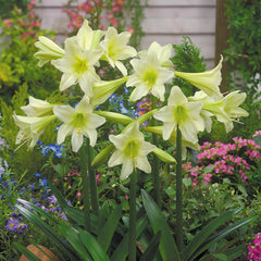 Sonatini Collection Amaryllis Hippeastrum Blooms Species Growing Bonsai Bulbs Roots Rhizomes Corms Tubers Potted Planting Reblooming Fragrant Garden Flower Seeds Plant  Size 12-16cm