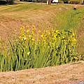 Bearded Iris Species Growing In Roadside Ditch In The City of Grants Pass In Josephine County In Oregon Garden Flower Seeds Plant - Seedsplant