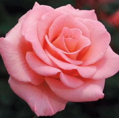 Light Pink Rose Seedlings Flower Seeds Perennial Growing Bonsai Corms Tubers Potted Planting Reblooming Fragrant Garden Roots Rhizomes Species Blooms Plant Bulbs Gardening Tree