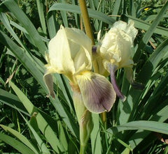 Iris Species More Variations Including Pure White Form White Standards Pale Violet Falls Gray Lavender Finally Vigorous Clump Garden Flower Seeds Plant