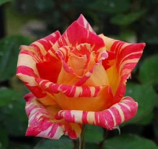 Red Orange Rose Seedlings Flower Seeds Perennial Growing Bonsai Corms Tubers Potted Planting Reblooming Fragrant Garden Roots Rhizomes Species Blooms Plant Bulbs Gardening Tree