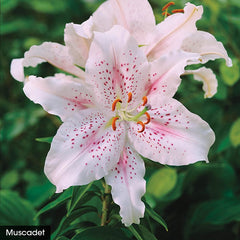potted stargazer lily plant Stargazer Lily Bulbs Lily Species Growing Bonsai Bulbs Roots Rhizomes Corms Tubers Potted Planting Reblooming Fragrant Garden Flower Seeds Plant