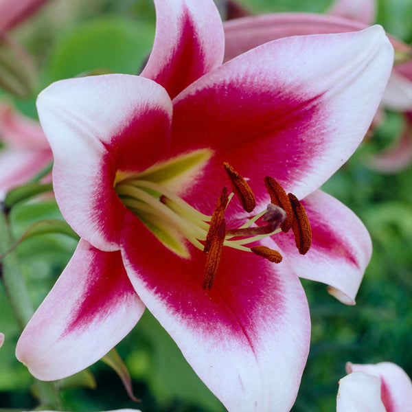 Bulk Stargazer Lilies Lily Blooms Species Growing Bonsai Bulbs Roots Rhizomes Corms Tubers Potted Planting Reblooming Fragrant Garden Flower Seeds Plant