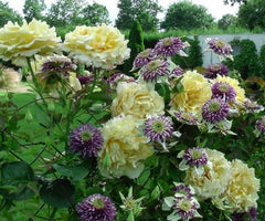 Moon Rising Rose Seedlings Flower Seeds Perennial Growing Bonsai Corms Tubers Potted Planting Reblooming Fragrant Garden Roots Rhizomes Species Blooms Plant Bulbs Gardening Tree