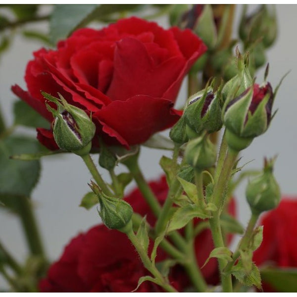 Jazz Rose Plant Seedlings Flower Seeds Perennial Growing Bonsai Corms Tubers Potted Planting Reblooming Fragrant Garden Roots Rhizomes Species Blooms Bulbs Gardening Tree