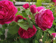 Empereur Charles Rose Seedlings Flower Seeds Perennial Growing Bonsai Corms Tubers Potted Planting Reblooming Fragrant Garden Roots Rhizomes Species Blooms Plant Bulbs Gardening Tree - Seedsplant