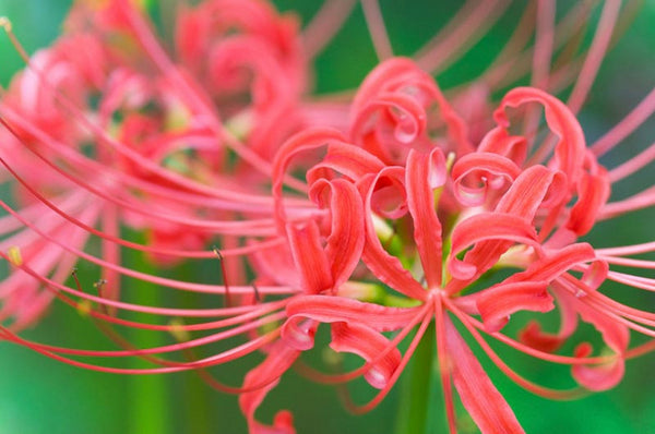 Red Lycoris Spider Lilies Bulbs Radiata Hurricane Lily Cluster Amayllis Growing Bonsai Roots Rhizomes Corms Tubers Potted Planting Reblooming Fragrant Garden Species Blooms Flower Seeds Plant Gardening