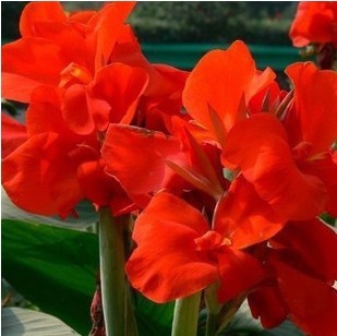 2 Canna Lily Bulbs Elegant Spectacular Tropical Flowers Attracts Butterflies Garden Bonsai
