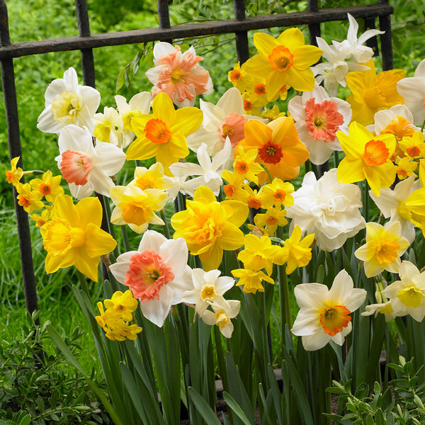 40 Free Daffodil & Narcissus Mix Daffodil Bulbs Blooms Species Growing Bonsai Roots Rhizomes Corms Tubers Potted Planting Reblooming Fragrant Garden Flower Seeds Plant
