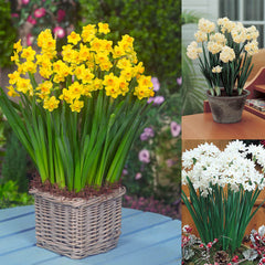 Narcissi Indoor Collection Daffodil Bulbs Blooms Species Growing Bonsai Roots Rhizomes Corms Tubers Potted Planting Reblooming Fragrant Garden Flower Seeds Plant