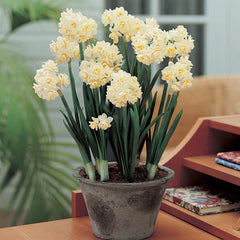 Narcissi Indoor Collection Daffodil Bulbs Blooms Species Growing Bonsai Roots Rhizomes Corms Tubers Potted Planting Reblooming Fragrant Garden Flower Seeds Plant