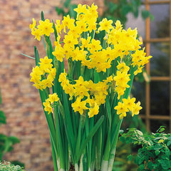 Narcissi Indoor Collection Daffodil Bulbs Blooms Species Growing Bonsai Roots Rhizomes Corms Tubers Potted Planting Reblooming Fragrant Garden Flower Seeds Plant