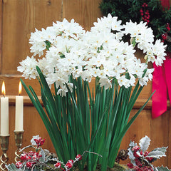 Narcissi Indoor Collection Daffodil Bulbs Blooms Species Growing Bonsai Roots Rhizomes Corms Tubers Potted Planting Reblooming Fragrant Garden Flower Seeds Plant