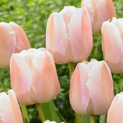 Rare Darwin Tulip Bulbs Collection Blooms Species Growing Bonsai Roots Rhizomes Corms Tubers Potted Planting Reblooming Fragrant Garden Flower Seeds Plant