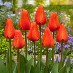 Rare Darwin Tulip Bulbs Collection Blooms Species Growing Bonsai Roots Rhizomes Corms Tubers Potted Planting Reblooming Fragrant Garden Flower Seeds Plant